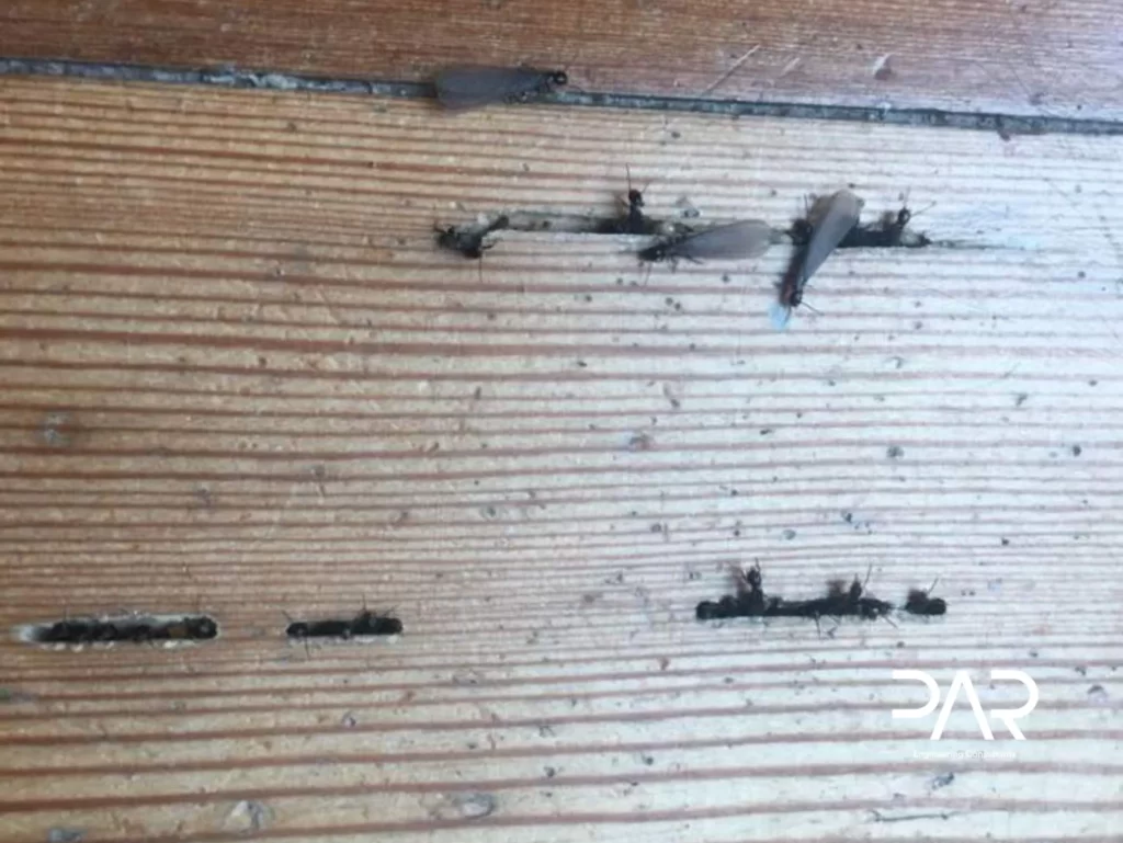 Térmitas na construção