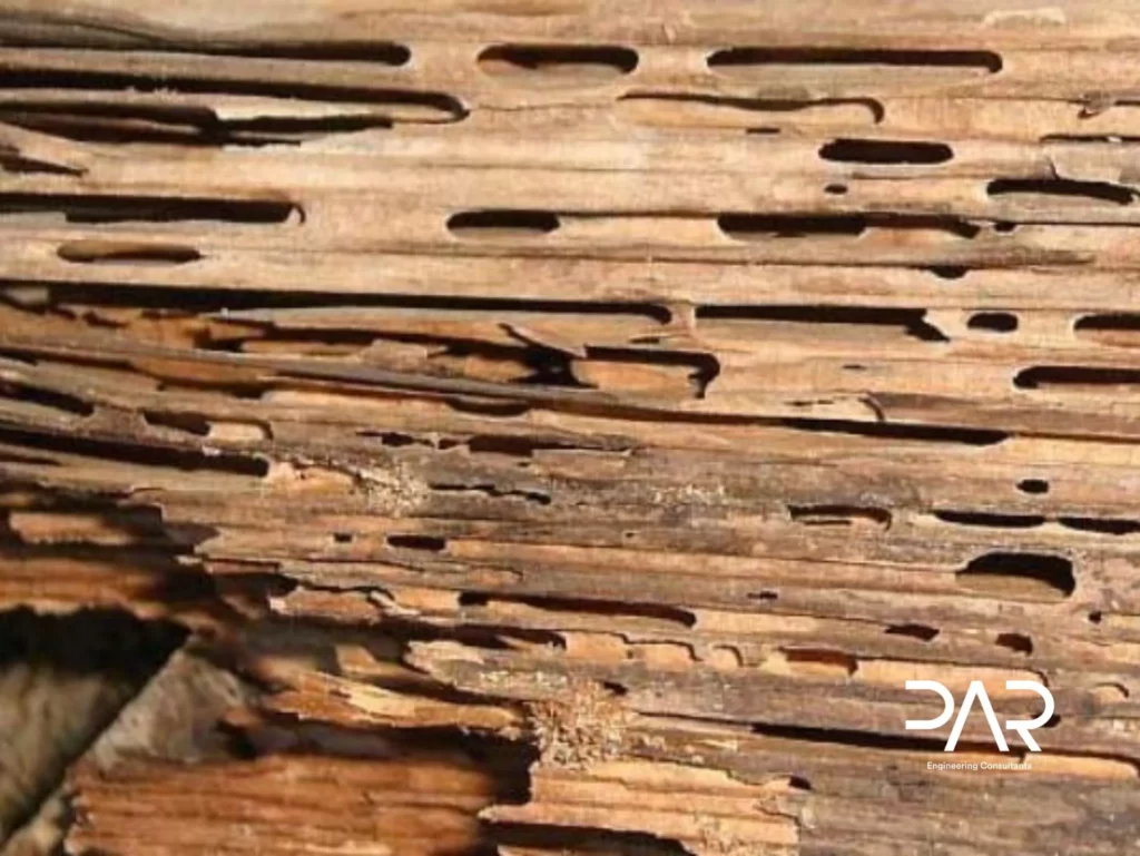 Térmitas na construção